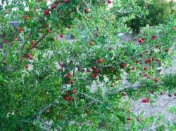 Maybe you would like to learn more about one of these? Buy Acerola Cherry Florida Sweet Fruit Trees Malpighia Emarginata