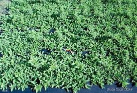 Image result for Alysicarpus rugosus