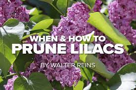 Russell Tree Experts When And How To Prune Lilacs In 2021 Lilac Pruning Prune Prune Lilac Bush
