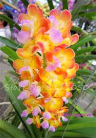 100 Pcs Cymbidium Seed Rainbow Chinese Cymbidium Orchid Flower Seeds Potted Plant Indoor Bonsai Flower Seeds Cica Orquideas Orquideas Vanda Orquideas Cymbidium