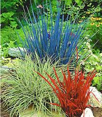 Winterharte Geranie Blaue Birch Double 2 Knollen Ziergras Pflanzen Gras