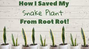 Transplanting snake plants repotting snake plant is easy if you know how to do it! How I Saved My Snake Plant From Root Rot Repotting Sansevieria Mother In Law S Tongue Plant Youtube