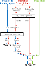 preparation of enzymes