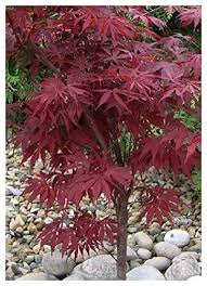 Jul 13, 2021 · acer palmatum 'atropurpureum dissectum' photograph by leonora (ellie) enking, creative commons. Tropica Japanese Maple Acer Palmatum Atropurpureum 20 Seeds Mediterranean Buy Online In Andorra At Andorra Desertcart Com Productid 59703393