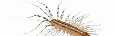 Consider investing in ultrasonic repellant common household products like vinegar can be used an alternative to getting rid of pests. How To Get Rid Of Centipedes Naturally Pest Control Zone