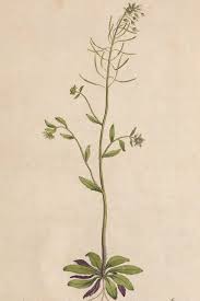 Image result for Arabidopsis thaliana