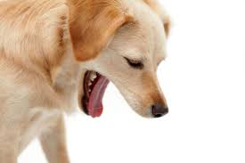 What other symptoms to watch for if my puppies may throw up foamy liquid instead of food particles with or without mucous in it. Dog Vomiting Just Another Day At Justanswer Justanswer Blog