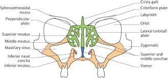Images hosted on other servers: 27 The Nasal Cavity And Paranasal Sinuses Pocket Dentistry