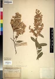 Image result for Brachylaena huillensis