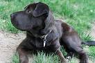 Lab Pei (Labrador Retriever & Chinese Shar-Pei Mix) Info ...