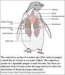 Anatomy And Physiology Of The Penguin Google Search Animals Information Veterinary Medicine Anatomy