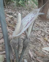 Image result for Gonatopus