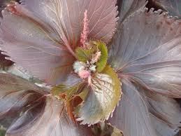 Image result for Acalypha volkensii