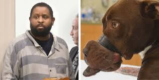 The Man Who Horrifically Abused Caitlyn The Pit Bull Was Just Denied Parole