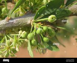 Image result for Boscia foetida