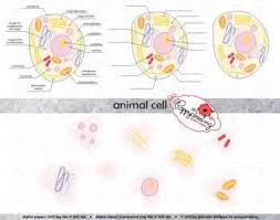 Animal Cell Science Diagram Clipart By Poppydreamz Science Diagrams Science Animal Cell