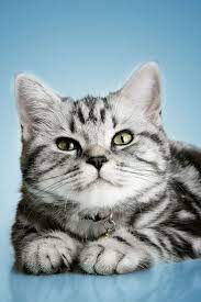 british shorthair cats and kittens cat breeds british shorthair cats cats