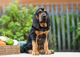 Bloodhound Breed: Characteristics, Care & Photos | Chewy