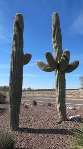 The organ pipe cactus (stenocereus thurberi) is one of the more spectacular species of cactus found in the sonoran desert. Saguaro Desert Plants Cactus Free Photo On Pixabay
