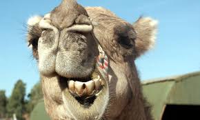 This could lead to decrease the established perception of the camel farming as an environmentally sustainable production system. Egyeb Azonositani Beszelni Camel Madison Farmer Naidobrite Net