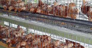 Terakhir memasuki fase layer atau petelur dewasa. Peluang Bisnis Pullet Petelur Majalah Infovet I Majalah Peternakan Dan Kesehatan Hewan