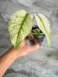Image result for Nesaea sarcophylla