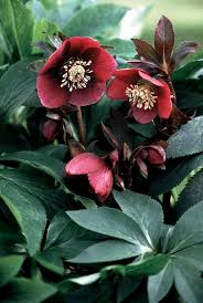 Helleborus X Hybridus Red Lady Strain Gisela Schmiemann Dd Has March 2018 Plante Vivace Rose De Noel Idees Jardin