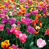 A medida que avanza la primavera en el hemisferio norte. Comienzo De La Primavera 2021