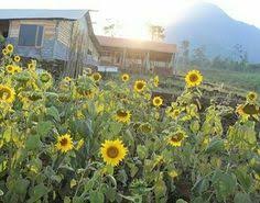 Oyo 564 bunga matahari guest house and hotel, batu: 13 Ide Nature Matahari Minggu Pagi Matahari Terbit