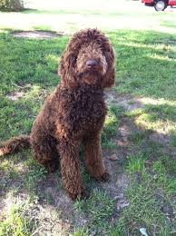 Red standard poodle puppies for sale, brown standard poodle puppies for sale. Akc Registered Standard Brown Poodle Stud Service Standard Poodle Poodle Chocolate Poodle