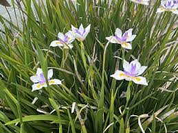 Image result for Dietes grandiflora