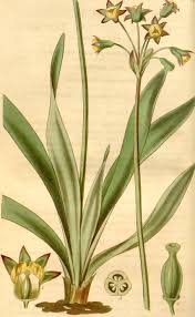 Image result for Tulbaghia alliacea