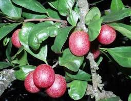 Image result for Berchemia zeyheri