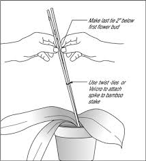 It depends on the individual orchid, but most moth orchids or phalaenopsis will grow a new flower spike about once a year. How To Stake Blooming Orchids Dummies