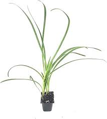 Image result for Tulbaghia cameronii