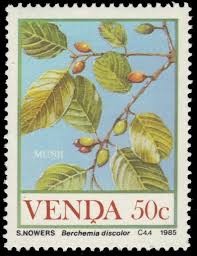 Image result for Berchemia discolor