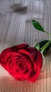 Enjoy and share your favorite the rose hd wallpaper iphone images. Red Rose Wallpaper Iphone 1080x1920 Wallpaper Teahub Io