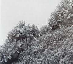 Image result for Microcharis remotiflora