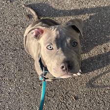 They may also be called bully, which is a nickname used for all of the bull terrier varieties. Amstaff Blueline Pitbull Dogsofinstagram Terrier Listenhund Love Bluelinepitbull Stuttgart Frankfurt Schweiz Pitbull Terrier Pitbulls Dogs