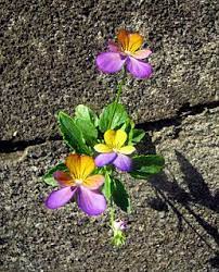 Pin On Viola Achimenes