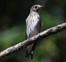Burung sambar sampah ferruginous flycatcher. Grey Streaked Flycatcher Wikidata