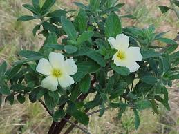Image result for Turneraceae
