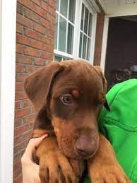 All dobes are current on vaccinations, free of heartworms, have been spayed/neutered and are microchipped. Litter Of 9 Doberman Pinscher Puppies For Sale In Elizabethtown Nc Adn 26954 On Puppyfinder Doberman Puppy Doberman Pinscher Puppy Doberman Puppies For Sale