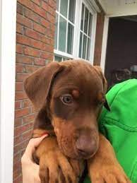 The current median price for all doberman pinschers sold is $1,950.00. Litter Of 9 Doberman Pinscher Puppies For Sale In Elizabethtown Nc Adn 26954 On Puppyfinder Com Ge Doberman Puppy Doberman Puppies For Sale Doberman Pinscher