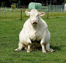 Cows sitting like dogs are super important. Cows Sitting Like Dogs
