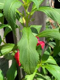 Image result for Balsaminaceae