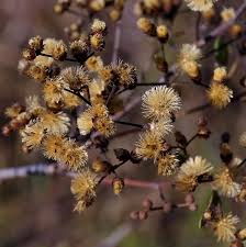 Image result for Vernonanthura polyanthes