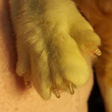 The most common black acrylic nails material is plastic. Declawing And Alternatives For Cats Veterinary Partner Vin