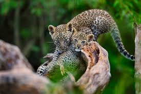 The arabian leopard (panthera pardus nimr) is a leopard subspecies native to the arabian peninsula. Two Endangered Arabian Leopards Have Just Been Born In Saudi Arabia About Her