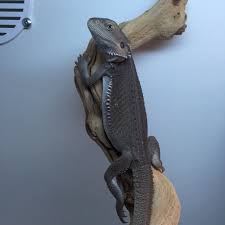 Baby Black Bearded Dragon For Sale City Of Los Angeles Cute Reptiles Bearded Dragon Cute Bearded Dragon